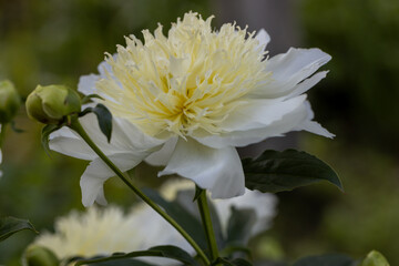 Peony variety 'Honey Gold'. Beautiful creamy white flowers with yellow center, close-up