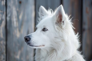 Fototapeta premium Majestic white dog against wooden fence
