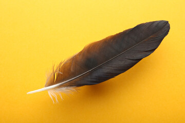 One black feather on yellow background, top view