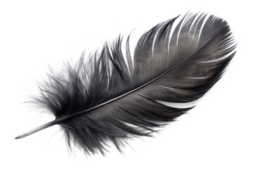 Black feather png