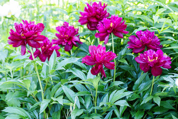 Obraz premium Paeonia Lactiflora Grp Peter Brand in garden