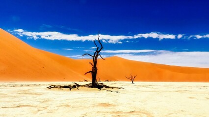 Deadvlei Namibia late afternoon when the dunes beginn to glow