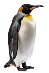 Fototapeta premium Penguin, isolated against a transparent background
