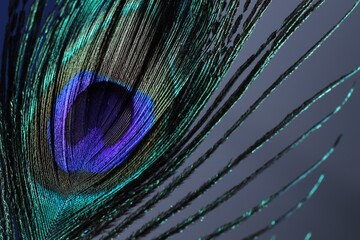One beautiful peacock feather on grey background, closeup