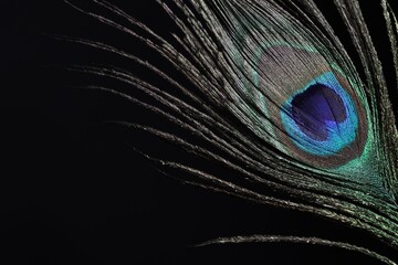 One beautiful peacock feather on black background, closeup