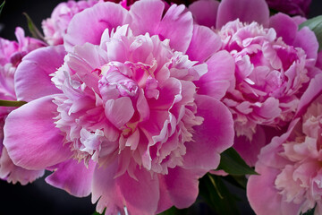 Close-up of a bouquet of pink peonies