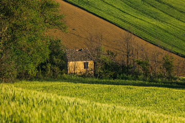 Spring view of landscapes of region Marche near Ancona during sunset. Green waves hills and lone...