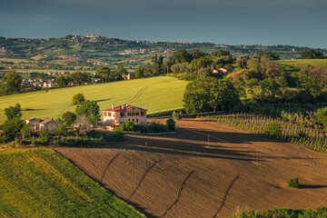 Spring view of landscapes of region Marche near Ancona during sunset. Green waves hills and lone...