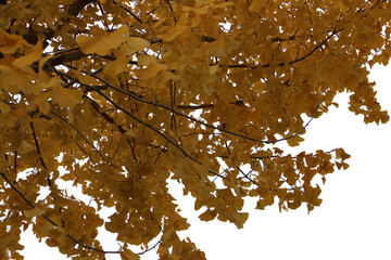 いちょうの木の切り抜き