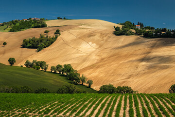 Spring view of landscapes of region Marche near Ancona during sunset. Green waves hills and lone...