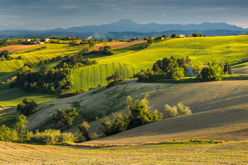Spring view of landscapes of region Marche near Ancona during sunset. Green waves hills and lone...