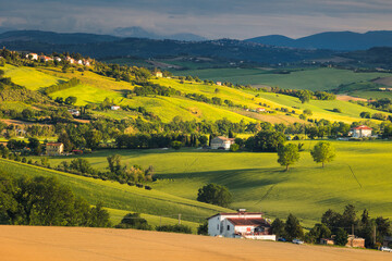 Spring view of landscapes of region Marche near Ancona during sunset. Green waves hills and lone...