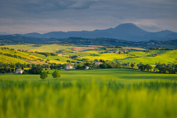 Fototapeta premium Spring view of landscapes of region Marche near Ancona during sunset. Green waves hills and lone trees make this landscape unreal.