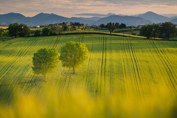 Spring view of landscapes of region Marche near Ancona during sunset. Green waves hills and lone trees make this landscape unreal.