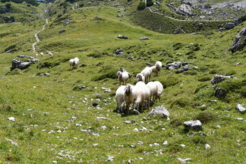 Schafe auf einer Weide im Stubaital 