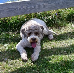 Fototapeta premium Portrait eines Lagotto Romagnolo Hundes