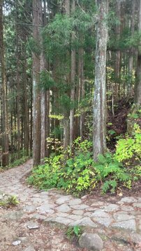 The historic Nakasendo trail in the Kiso Valley, Nagano Prefecture, Japan. The Nakasendo was a major route connecting Tokyo with Kyoto during feudal times.