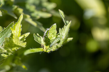 Green leafworm caterpillar on a delphinium plant