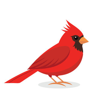 recommend clip art: Northern Cardinal bird isolated flat vector illustration on white background