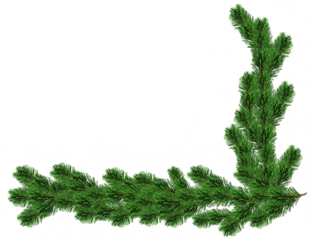 fir leaves transparent png for christmas or happy new year poster, banner, blur fir leaves or pine leaves png for advertisement, social media creative.