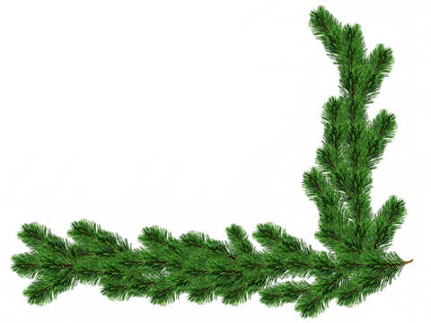 fir leaves transparent png for christmas or happy new year poster, banner, blur fir leaves or pine leaves png for advertisement, social media creative.