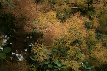 cotinus coggygria in bloom in the late summer season in the ornamental garden area