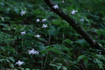 幻想的な森の妖精
