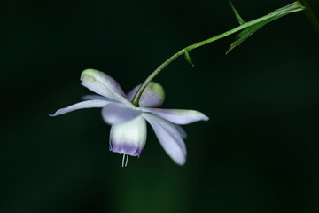 幻想的な森の妖精