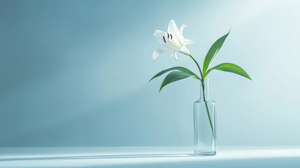 A single white lily in a clear vase against a soft blue background.