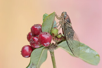An evening cicada is resting on a bunch of wild plant fruits. This insect has the scientific name...