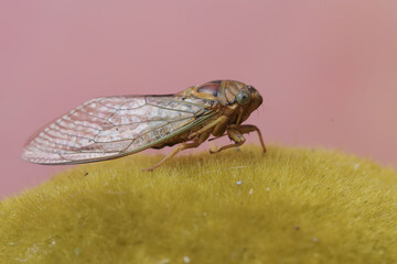 An evening cicada resting on a moss-covered rock. This insect has the scientific name Tanna japonensis.