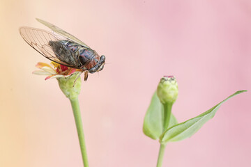 An evening cicada is perched on wildflower. This insect has the scientific name Tanna japonensis.