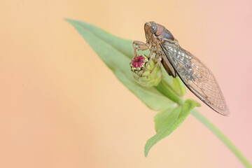 An evening cicada is perched on wildflower. This insect has the scientific name Tanna japonensis.