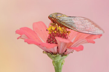 An evening cicada is perched on wildflower. This insect has the scientific name Tanna japonensis.