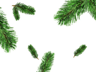 fir leaves transparent png for christmas or happy new year poster, banner, blur fir leaves or pine leaves png for advertisement, social media creative.