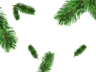 fir leaves transparent png for christmas or happy new year poster, banner, blur fir leaves or pine leaves png for advertisement, social media creative.