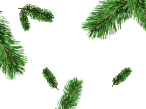 fir leaves transparent png for christmas or happy new year poster, banner, blur fir leaves or pine leaves png for advertisement, social media creative.