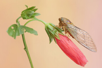An evening cicada is perched on wildflower. This insect has the scientific name Tanna japonensis.