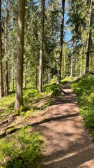 Waldweg Schwarzwald