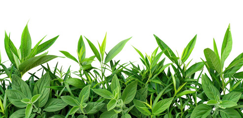 Obraz premium PNG Fresh green leaves on white