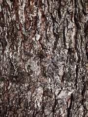 A close-up of the beauty of tree bark. Organic Textures. Close-up of tree bark for your design needs