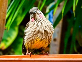 Close-up of a colorful bird perched on a wooden surface.