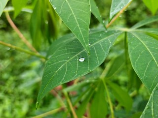 Green leaves with water droplets after rain.