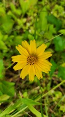 Close-up of a vibrant yellow flower in a green field.