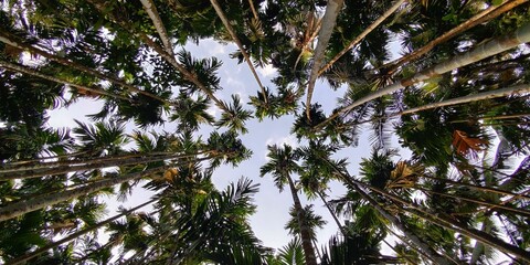 View from below of tall palm trees against a clear sky.