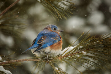 A male Eastern Bluebird sits in a snowy pine tree with snowflakes falling around him.