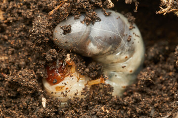 a giant larva in the ground