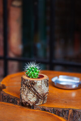 a small cactus in a pot in the shape of a stump on a table made of sawn wood
