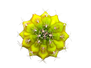 star cactus isolated on transparent background