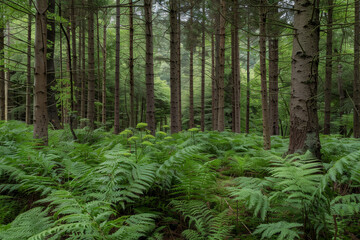 Obraz premium A lush green forest with a lot of ferns and trees